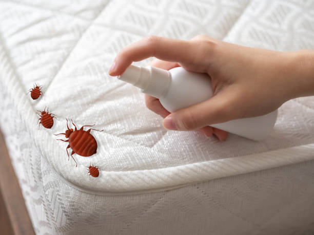 Professional Pest Control in Vernonia, OR